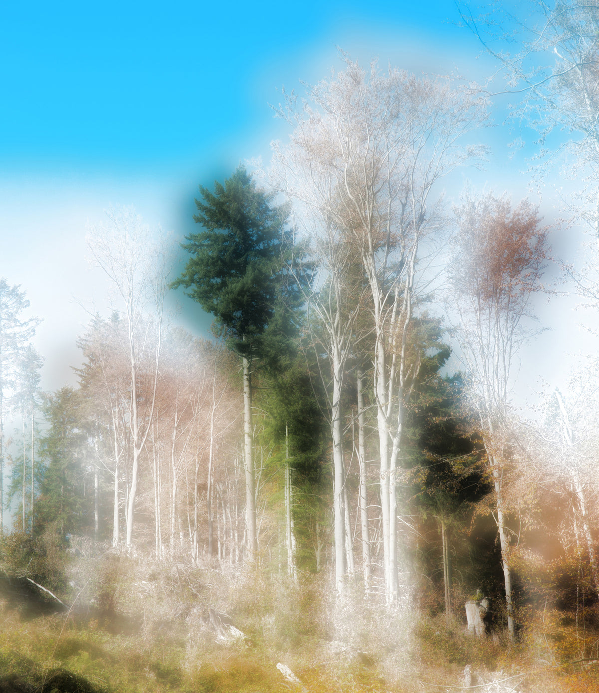 Ethereal Forest Landscape Photography | Tranquil Nature Art Print Wall Mural in your room