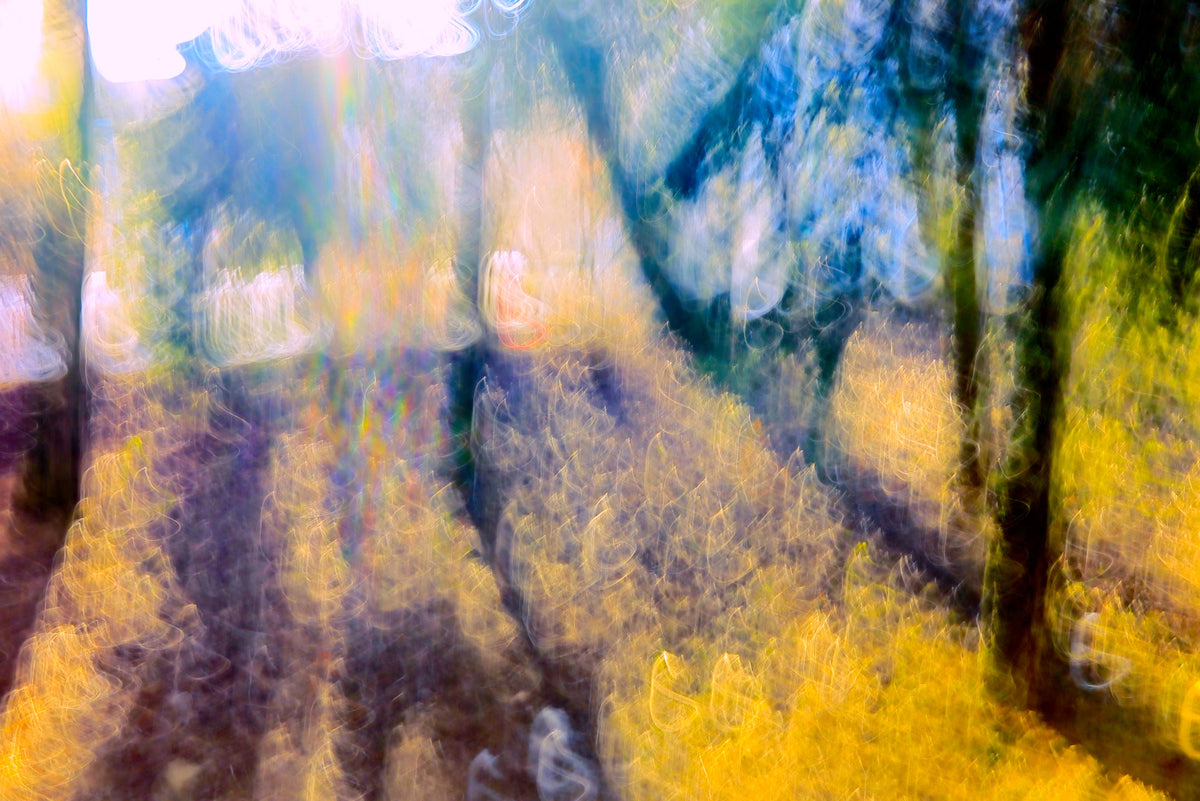 Ethereal Forest Light Photography | Abstract Nature Art Print | Colorful Blurred Landscape Wall Mural in your room