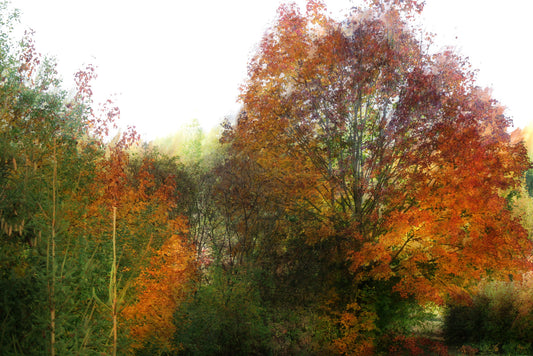 Autumn Foliage Art Print | Colorful Nature Landscape | Fall Tree Photography Wall Mural