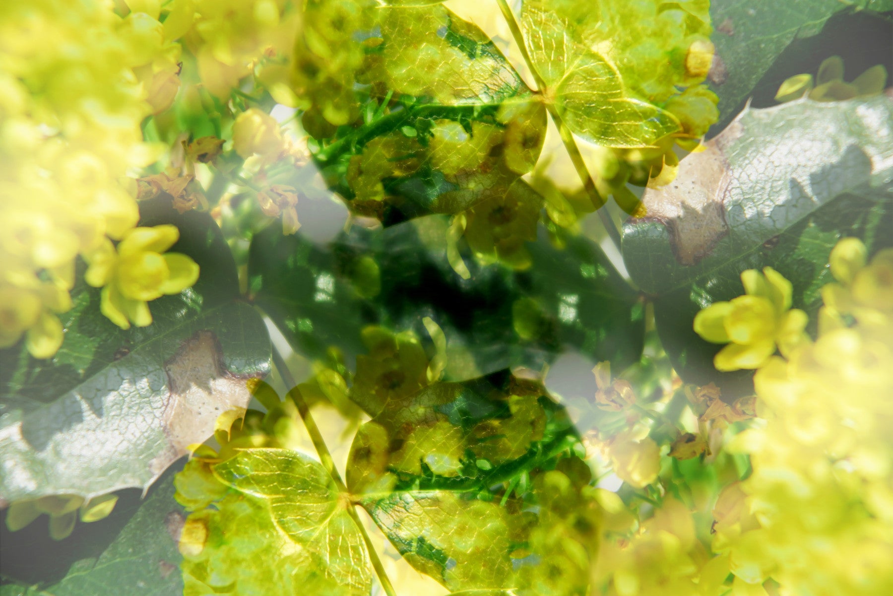Lush Green and Yellow Floral Abstract Art Print Wall Mural