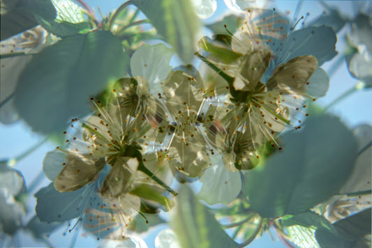 Ethereal Floral Abstract Art Print | Delicate Nature Photography | Green and White Blossom Decor Wall Mural