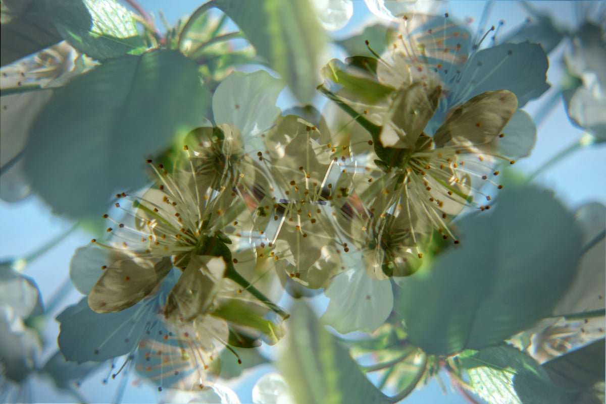 Ethereal Floral Abstract Art Print | Delicate Nature Photography | Green and White Blossom Decor Wall Mural in your room