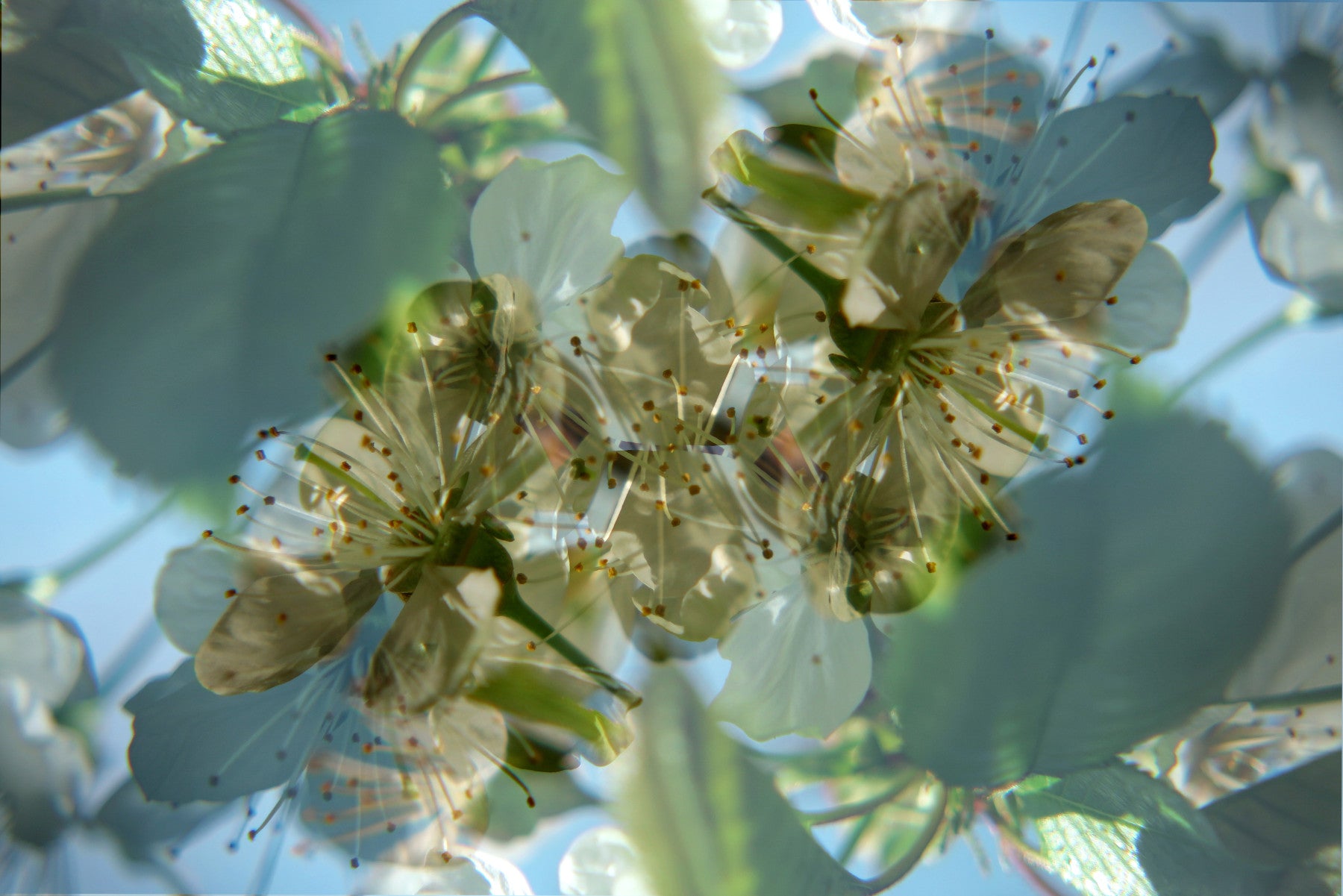 Ethereal Floral Abstract Art Print | Delicate Nature Photography | Green and White Blossom Decor Wall Mural