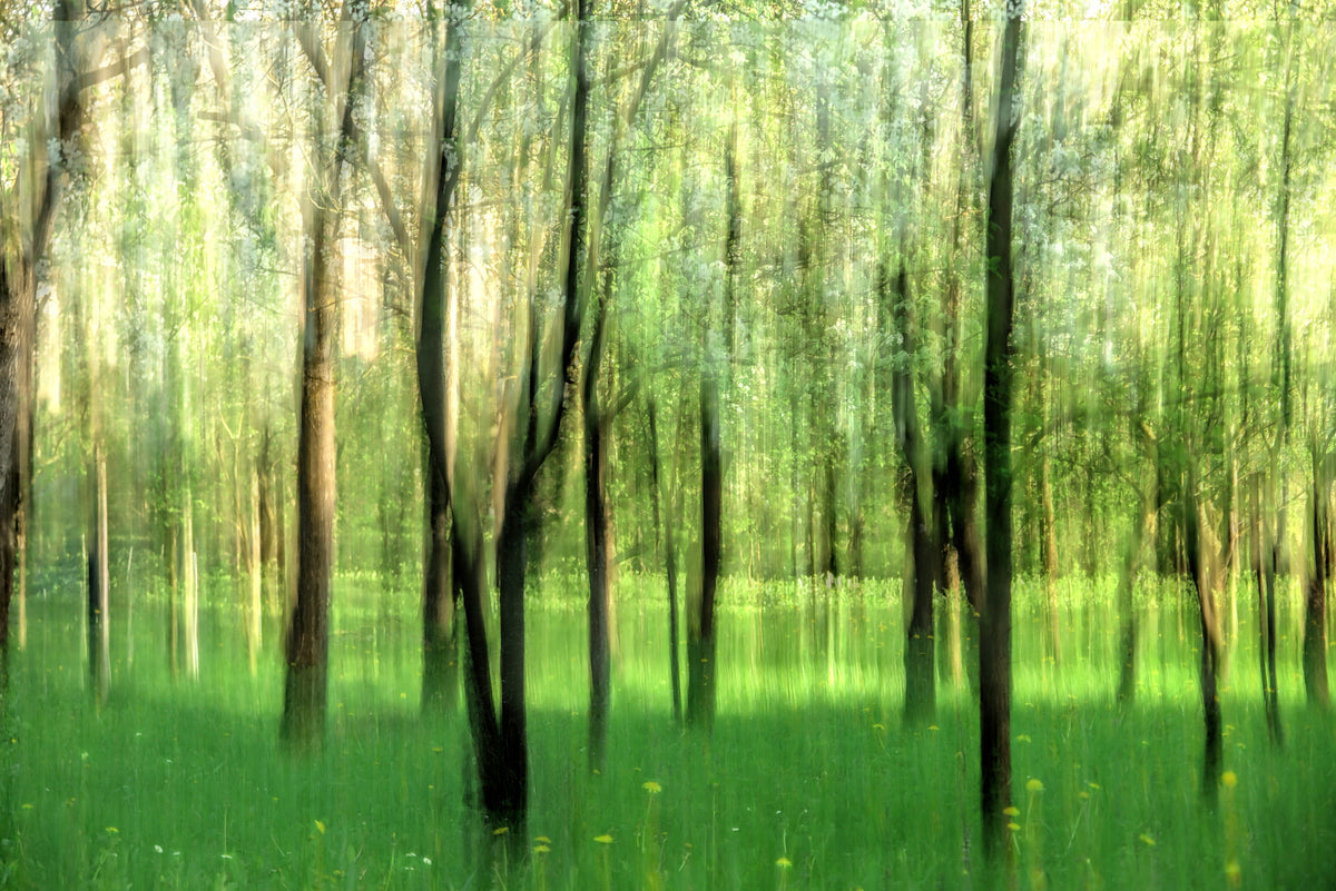 Serene Forest Scene | Blurred Nature Photography | Tranquil Green Landscape Art Wall Mural in your room