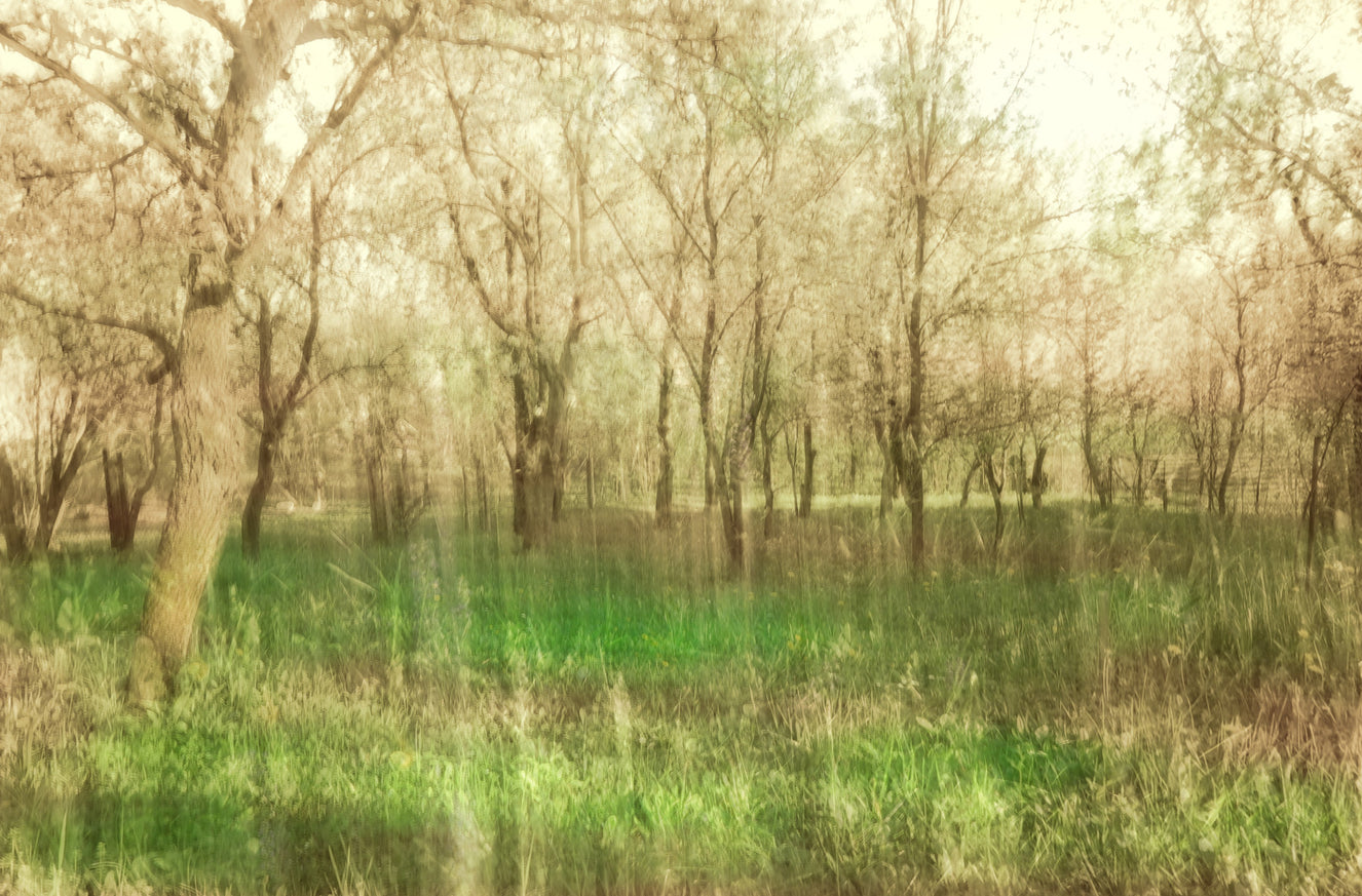 Serene Forest Landscape Art Print | Tranquil Nature Photography | Green Trees and Soft Light Wall Mural