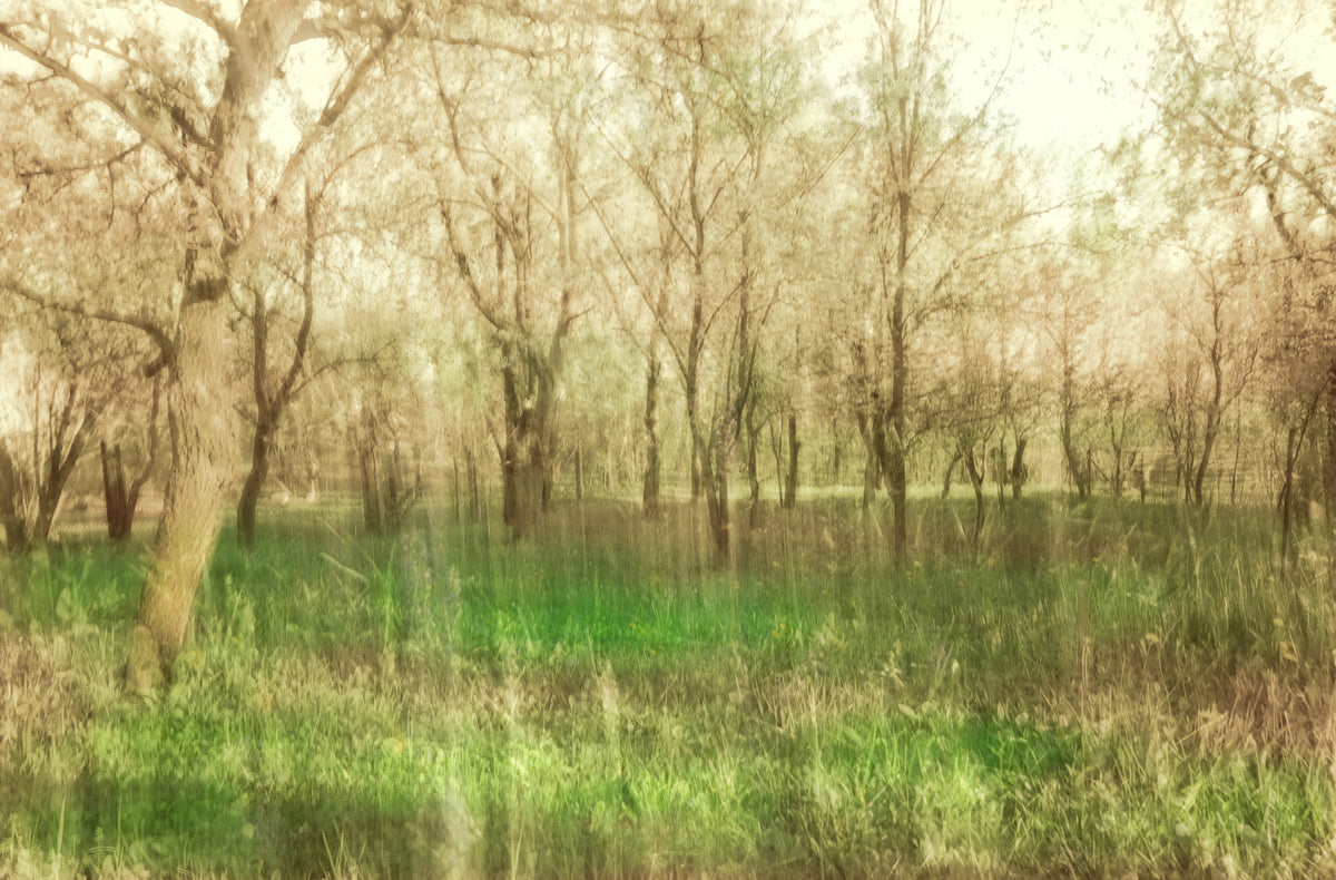 Serene Forest Landscape Art Print | Tranquil Nature Photography | Green Trees and Soft Light Wall Mural in your room