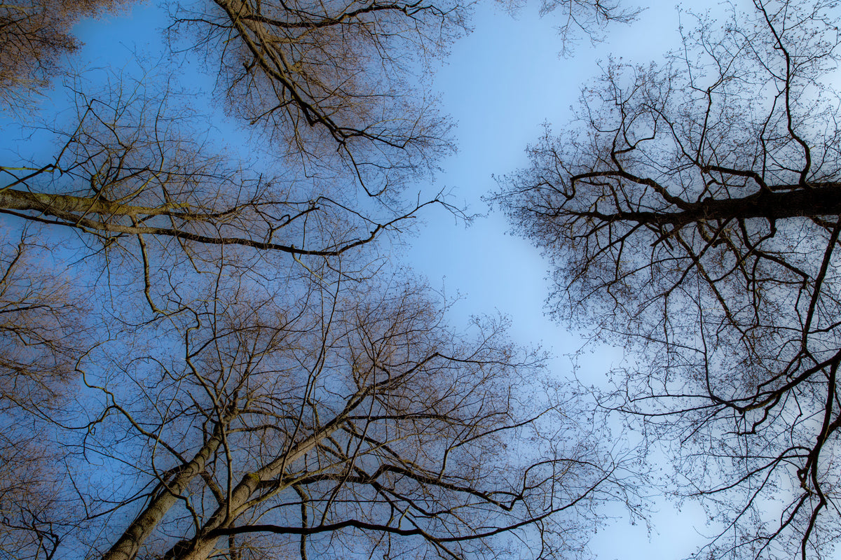 Tranquil Canopy A Serene View of Bare Trees Against a Blue Sky Wall Mural in your room — zoomed