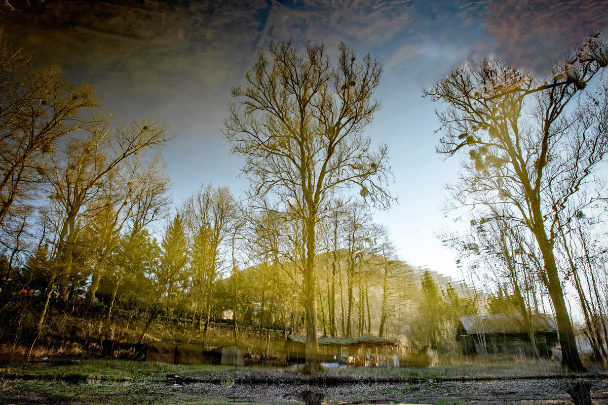 Serene Reflection of Trees in Tranquil Waters - Nature Photography Print Wall Mural in your room — zoomed