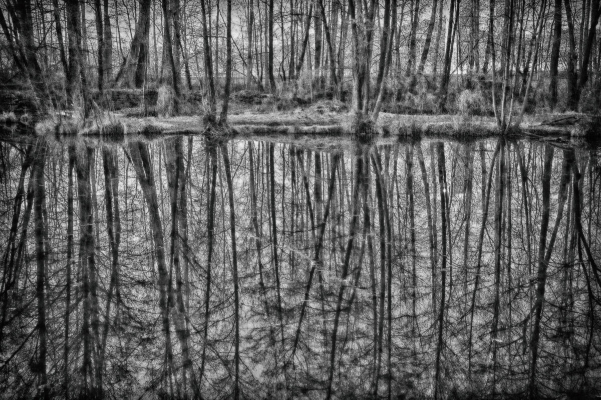 Monochrome Reflection of Trees in Serene Waters Wall Mural in your room