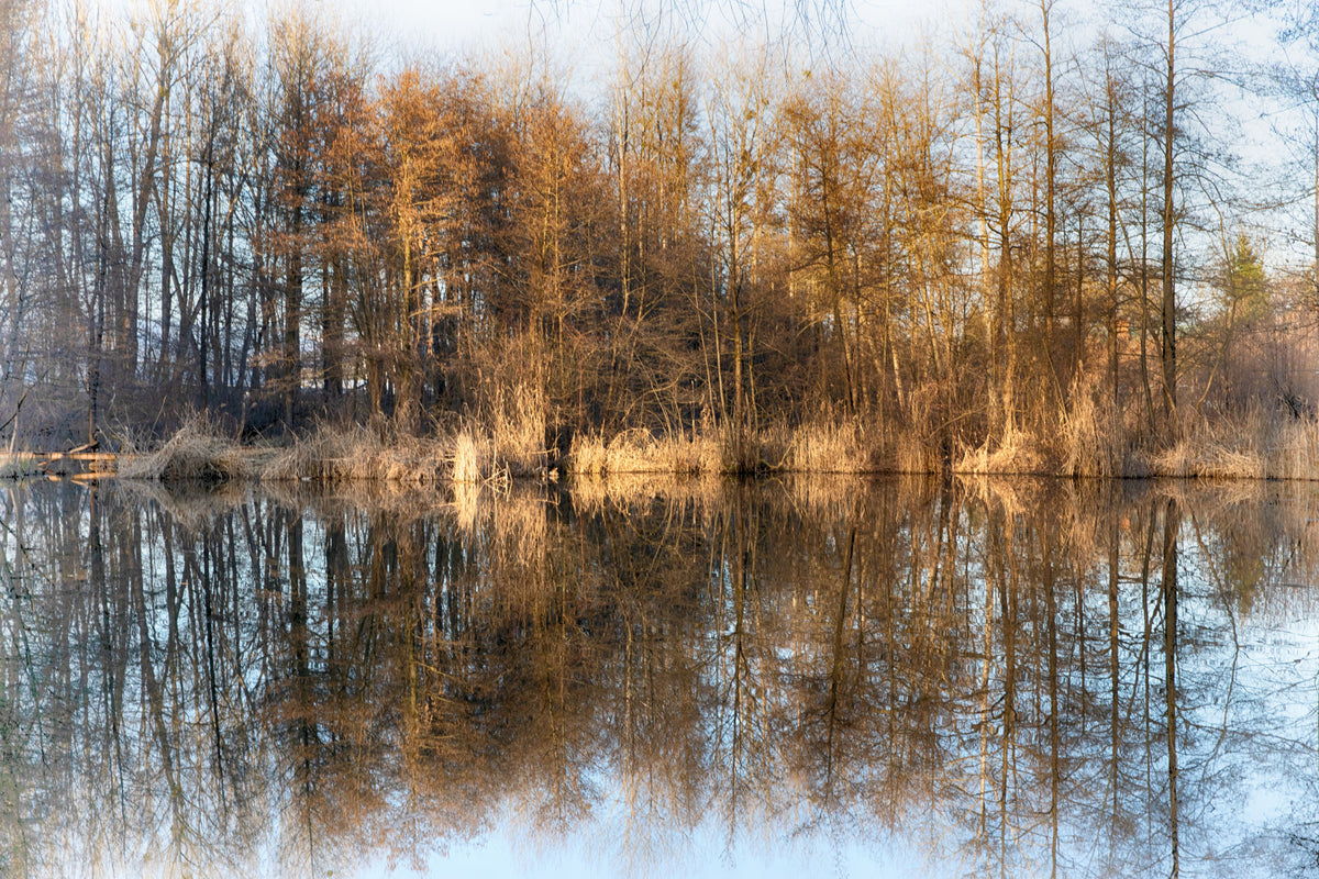 Tranquil Reflection of Autumn Trees on Water | Serene Nature Photography Wall Mural in your room