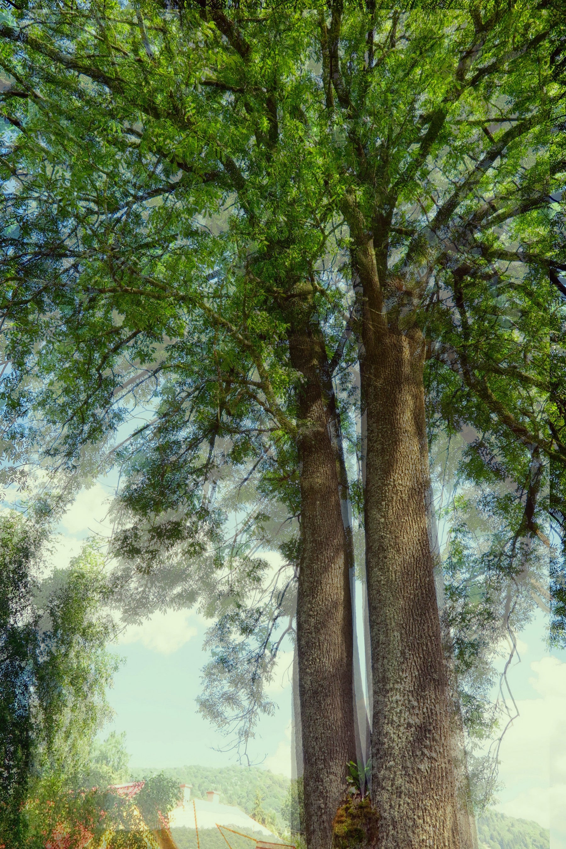 Majestic Tree Canopy Art Print | Nature Photography | Green Foliage Wall Decor Wall Mural