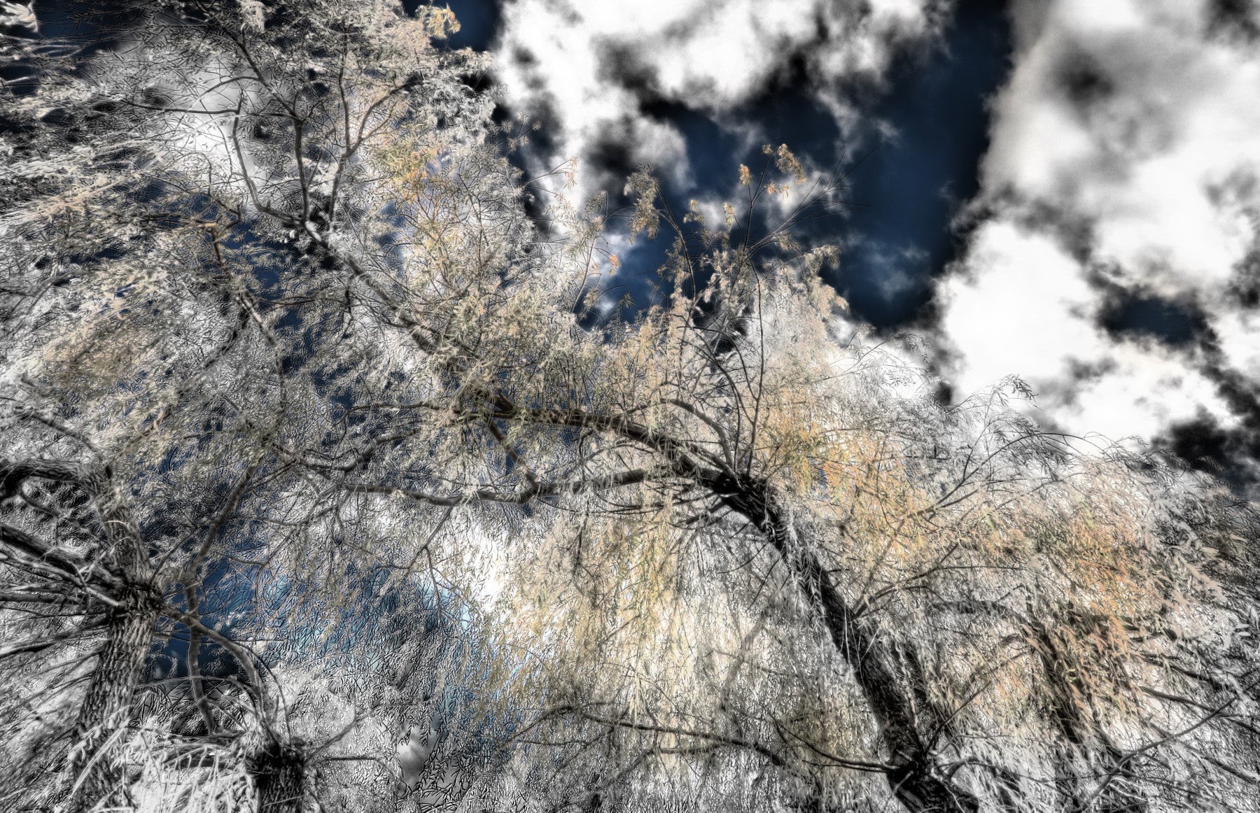 Ethereal Tree Canopy Photography | Dramatic Sky & Nature Contrast | Wall Art Decor Wall Mural in your room — zoomed