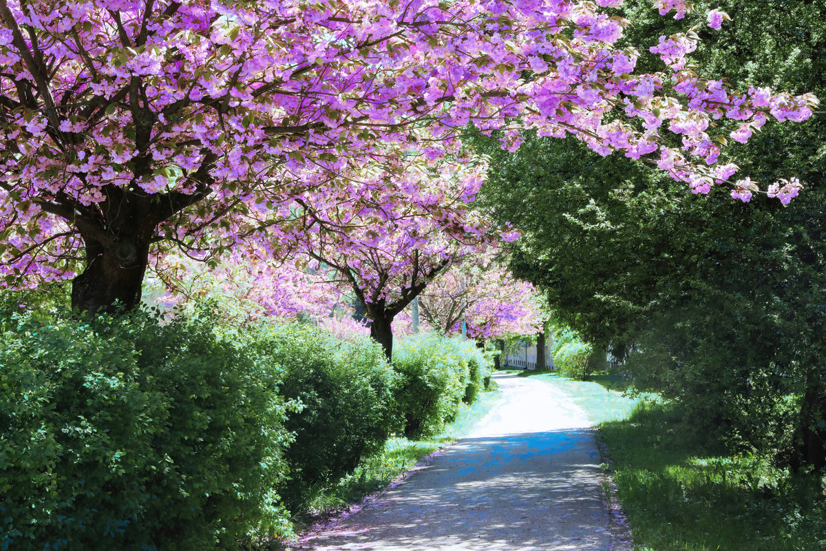Serene Pathway Through Blossoming Trees - Nature Photography Print Wall Mural