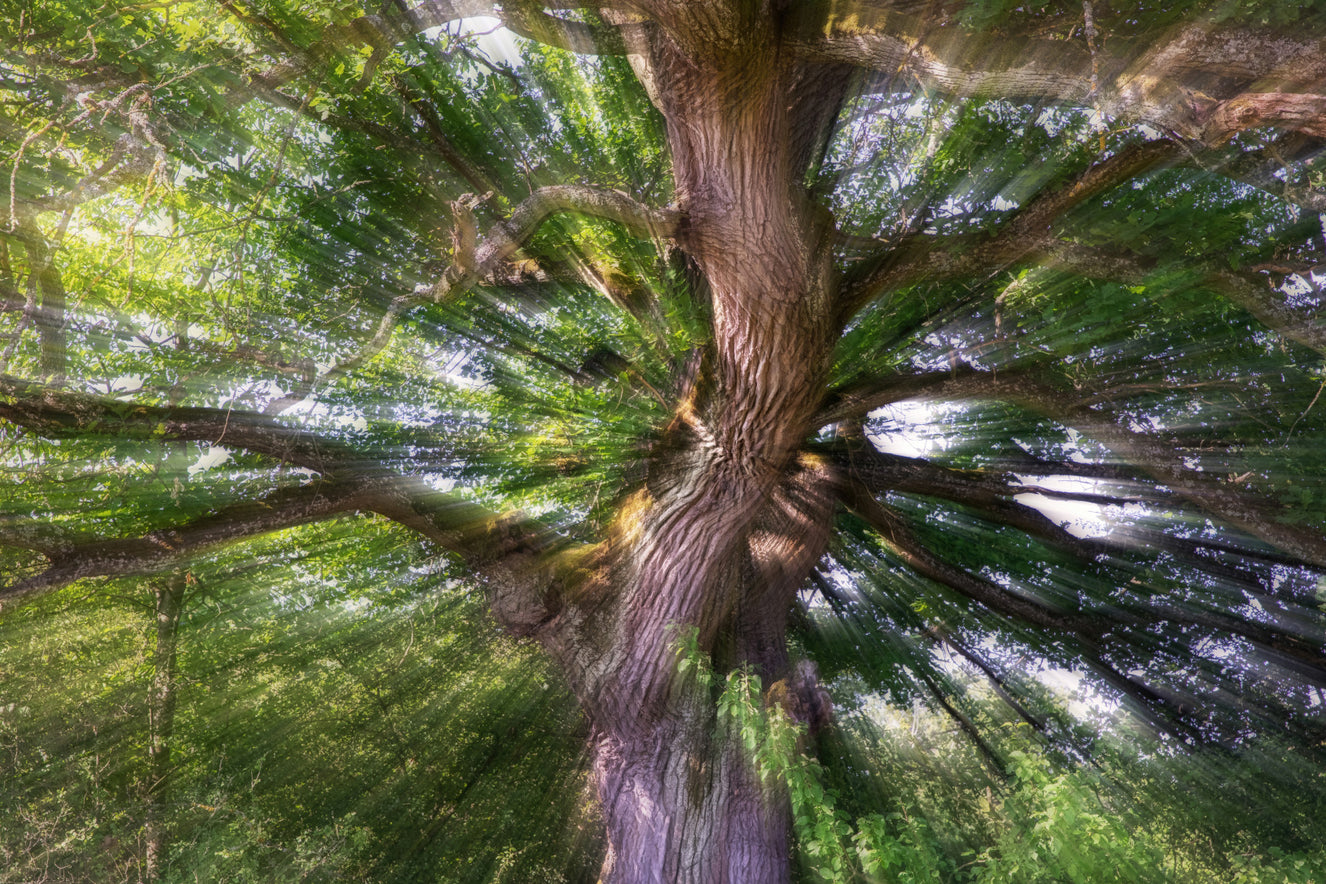 Majestic Tree Photography | Nature Art Print | Vibrant Forest Scene | Unique Wall Decor Wall Mural