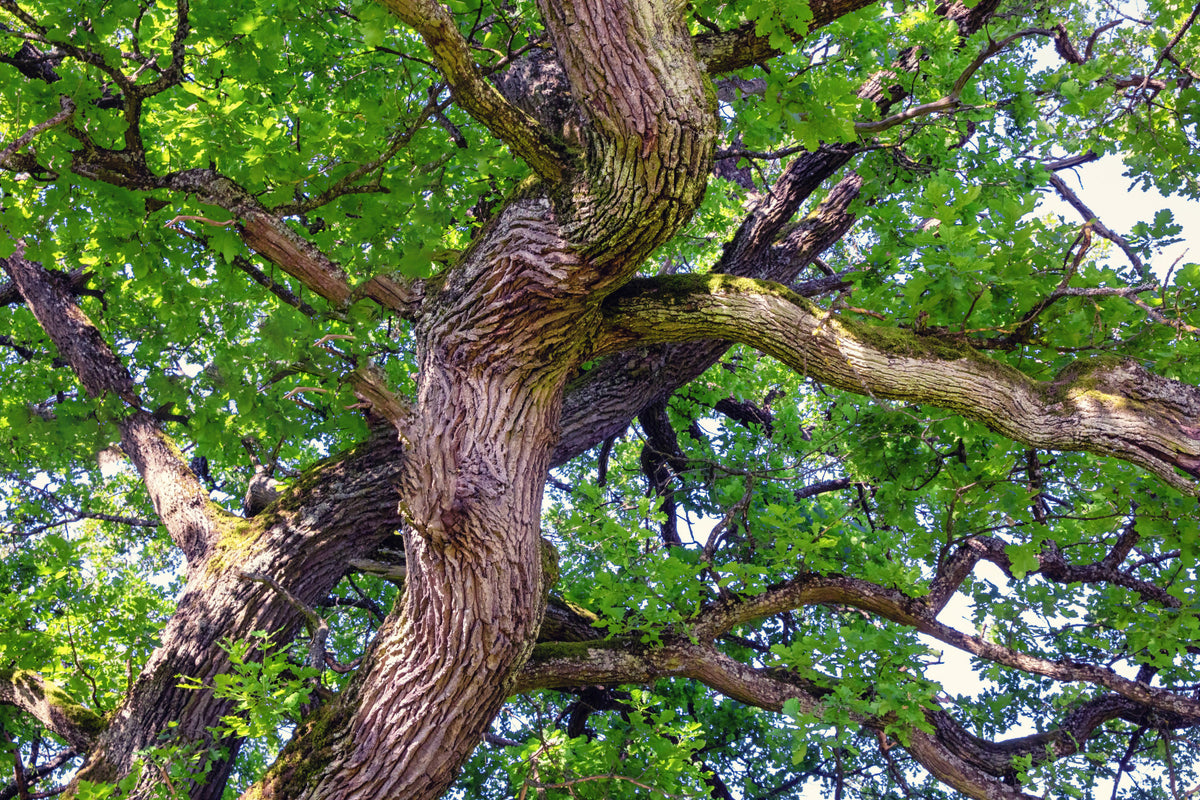 Majestic Oak Tree Canopy Art Print | Nature Photography | Green Branches & Textures Wall Mural in your room