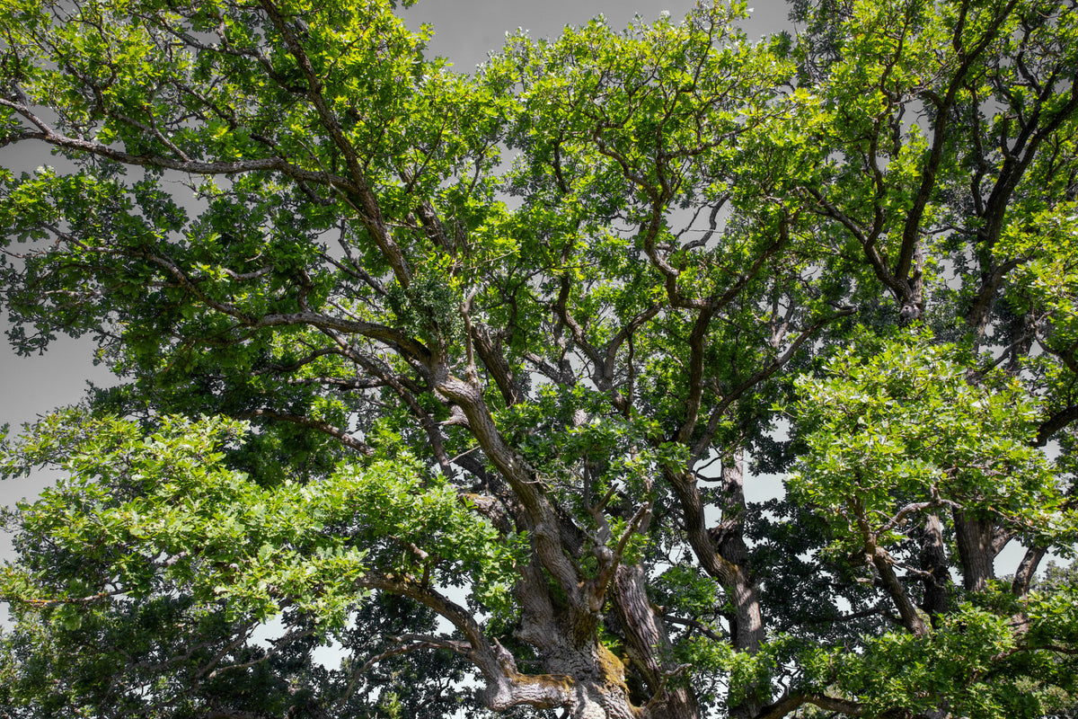 Majestic Oak Tree Canopy Art Print | Lush Green Foliage Photography Wall Mural in your room — zoomed