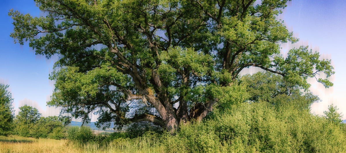 Majestic Oak Tree Landscape Print | Nature Photography | Green Foliage Art Wall Mural in your room