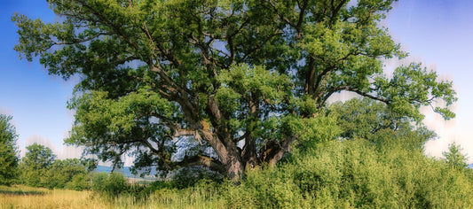 Majestic Oak Tree Landscape Print | Nature Photography | Green Foliage Art Wall Mural