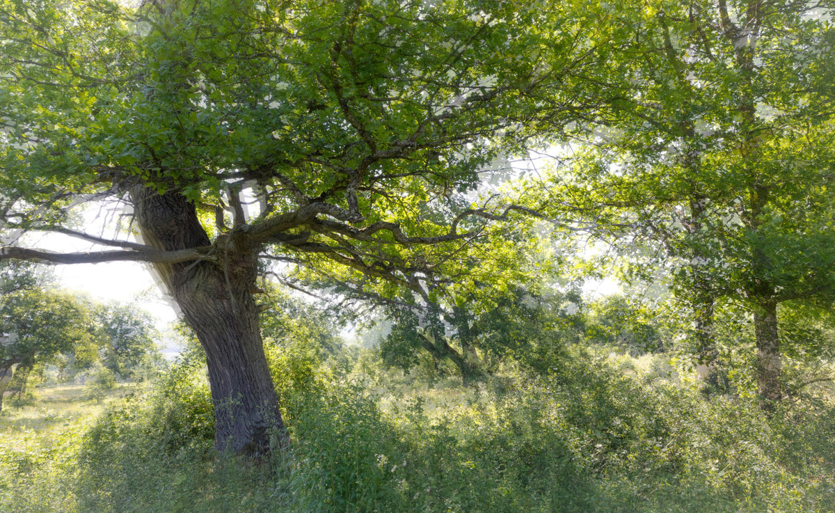 Serene Green Tree Art Print | Nature Photography | Tranquil Foliage Decor Wall Mural in your room — zoomed