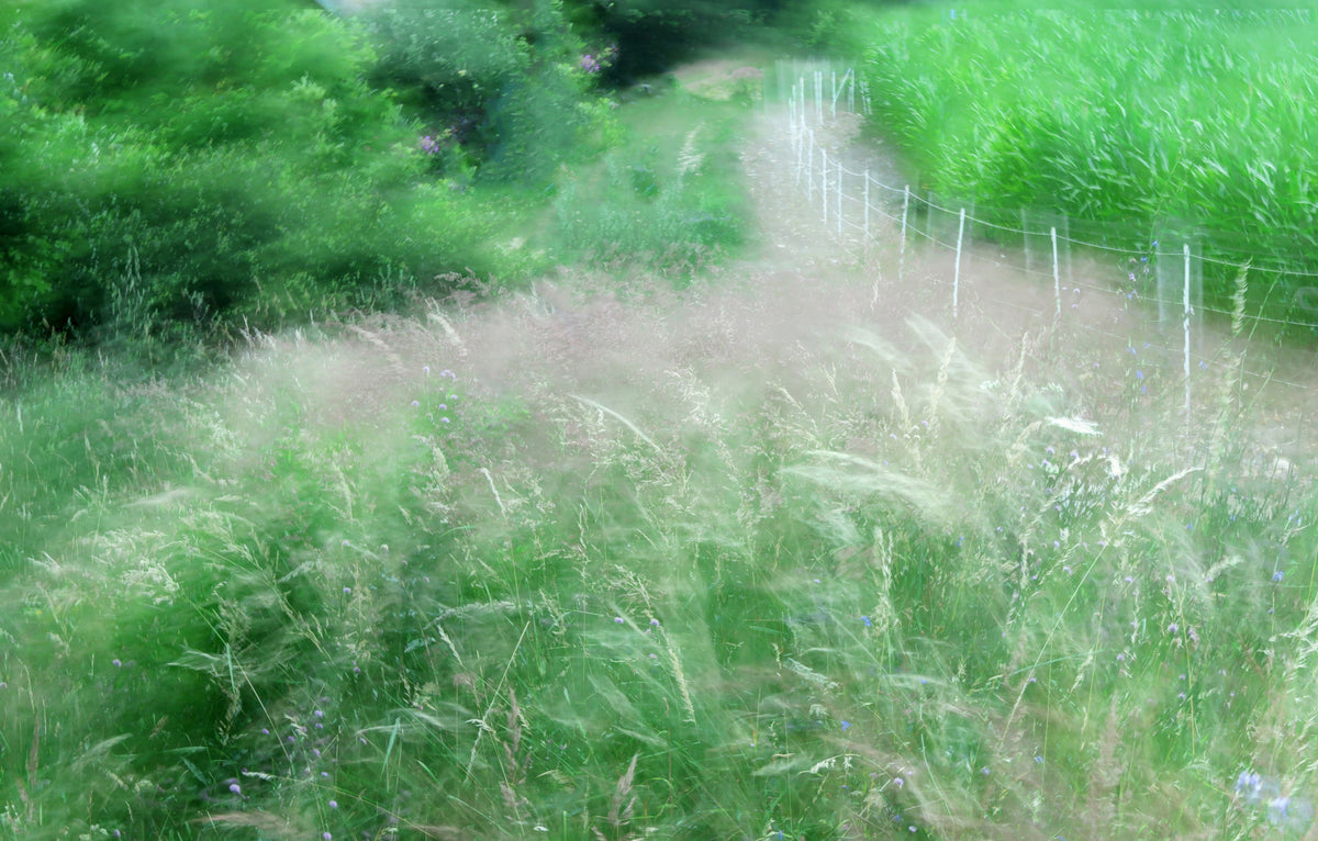 Lush Green Pathway Art Print | Serene Nature Photography | Blurry Landscape Decor Wall Mural in your room