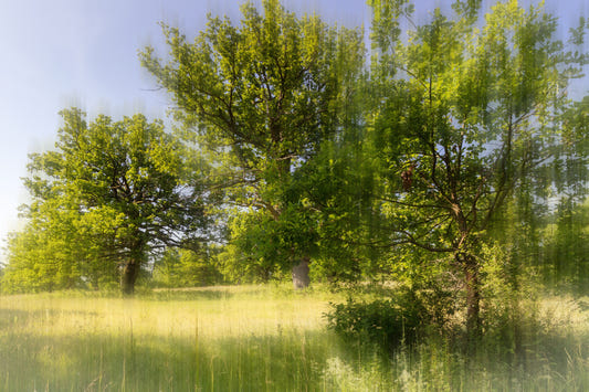 Serene Greenery Landscape Photography - Lush Trees in Soft Light Wall Mural