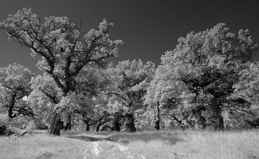 Black and White Landscape Photography of Majestic Trees Wall Mural