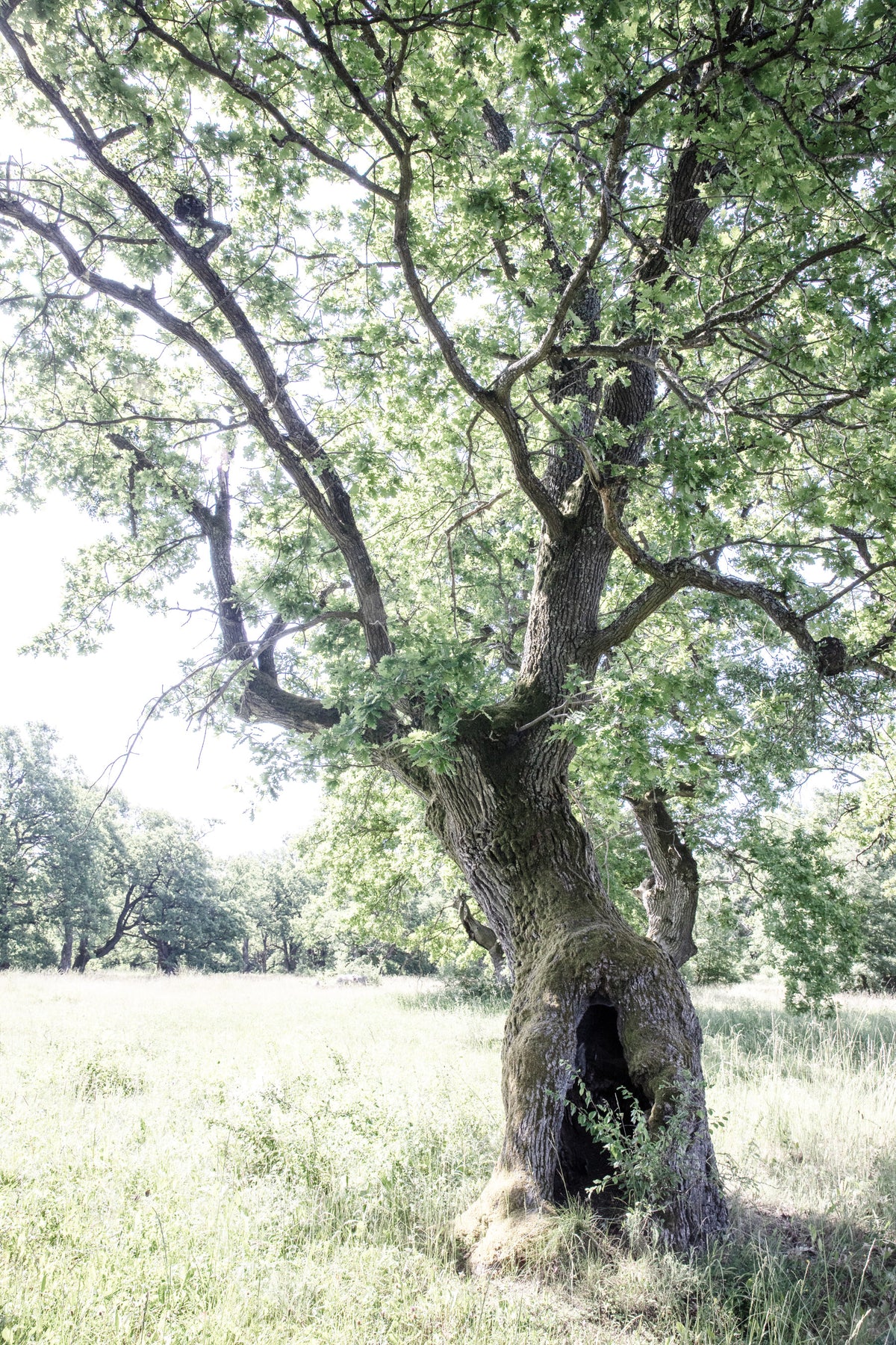 Majestic Oak Tree Art Print | Nature Photography | Rustic Home Decor Wall Mural in your room