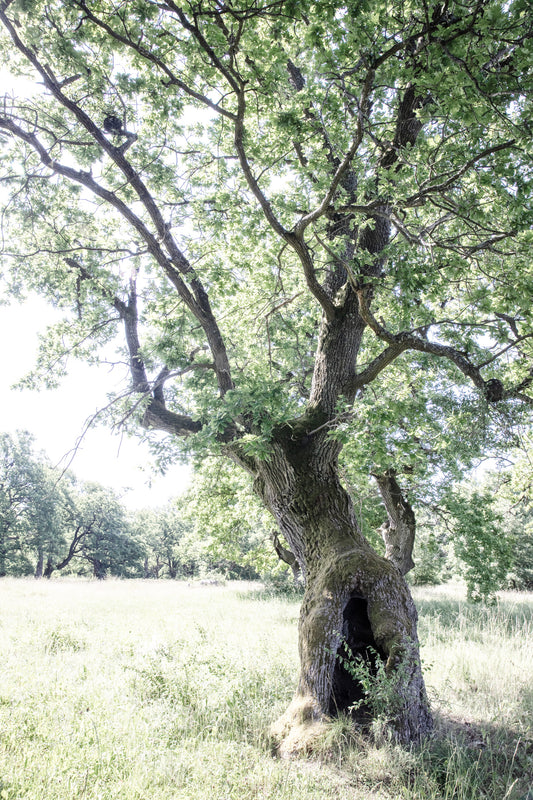 Majestic Oak Tree Art Print | Nature Photography | Rustic Home Decor Wall Mural