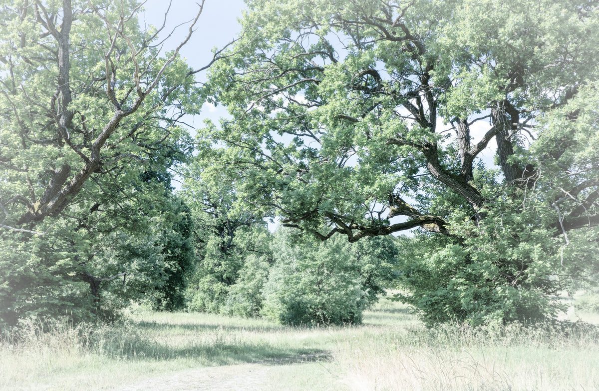 Tranquil Greenery Landscape Art Print | Serene Nature Photography | Lush Trees and Open Fields Wall Mural in your room — zoomed