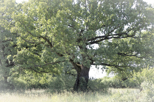 Majestic Oak Tree Art Print | Serene Nature Photography | Green Foliage Decor Wall Mural