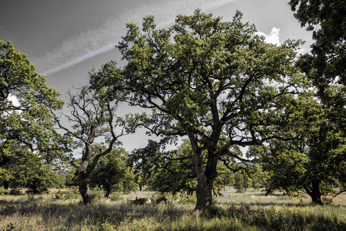 Serene Oak Grove Photography | Nature Landscape Art | Green Trees and Sky Wall Mural