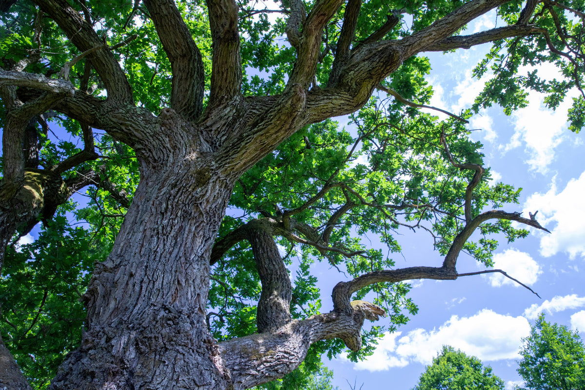 Majestic Oak Tree Photography | Nature Wall Art | Greenery and Sky Print Wall Mural in your room