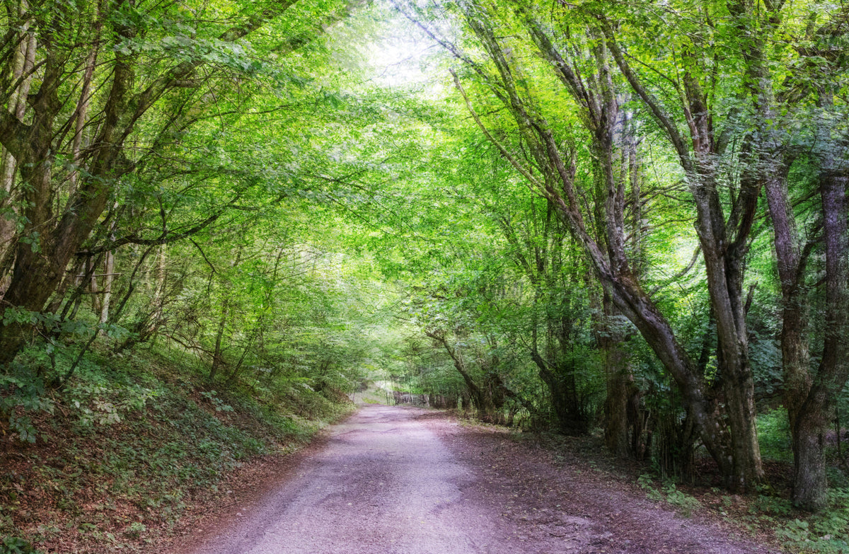 Serene Forest Pathway Art Print | Tranquil Nature Photography | Greenery and Sunlight Wall Mural in your room