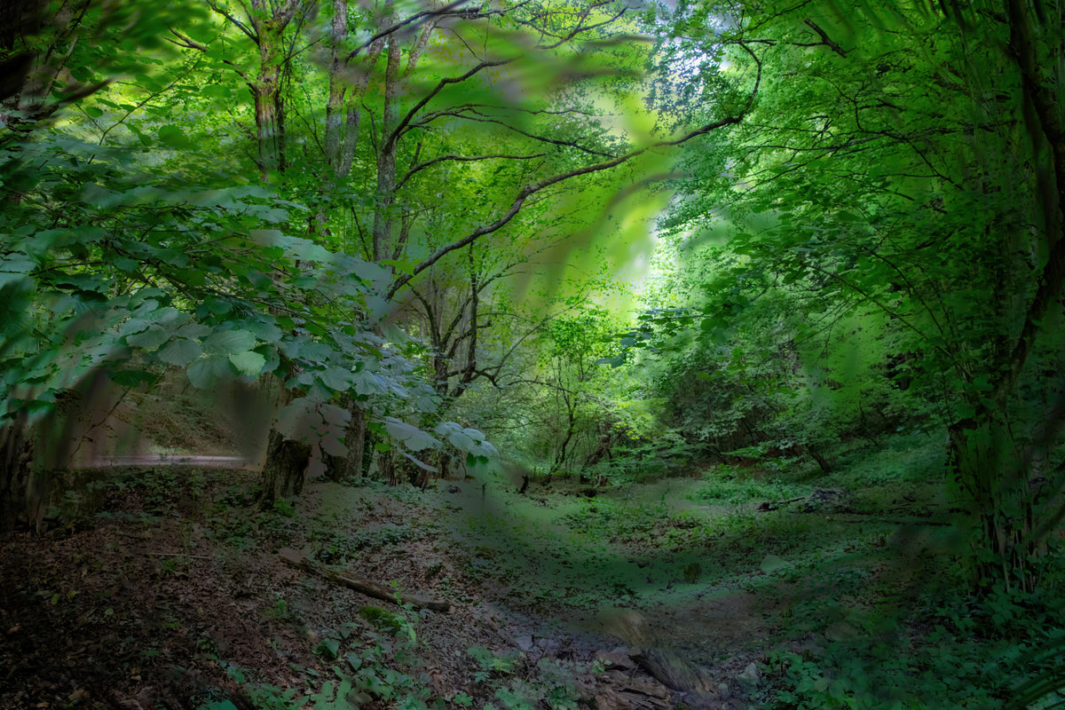 Lush Green Forest Pathway Art Print | Serene Nature Photography | Tranquil Woodland Scene Wall Mural
