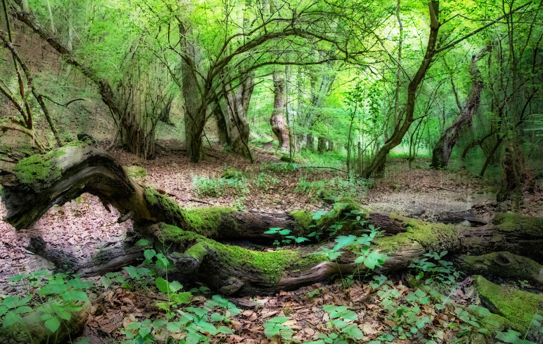 Tranquil Woodland Scene | Lush Green Forest Photography | Nature Wall Art Wall Mural