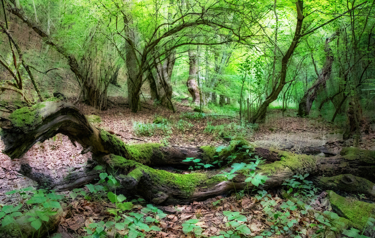 Tranquil Woodland Scene | Lush Green Forest Photography | Nature Wall Art Wall Mural in your room — zoomed