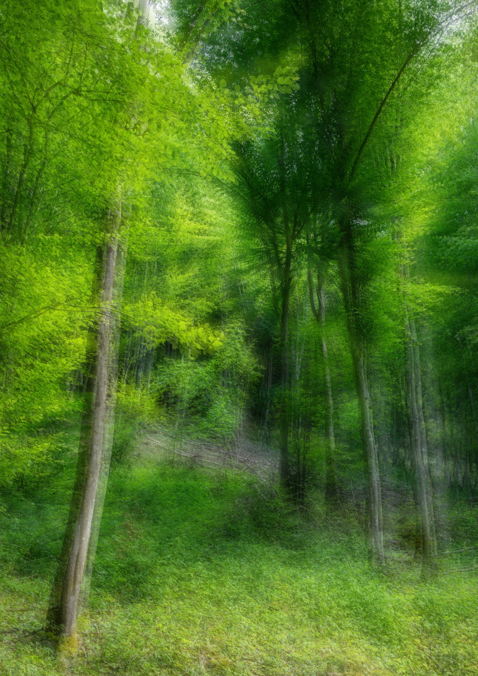 Lush Green Forest Abstract Photography | Nature Art Print | Ethereal Woodland Scene Wall Mural