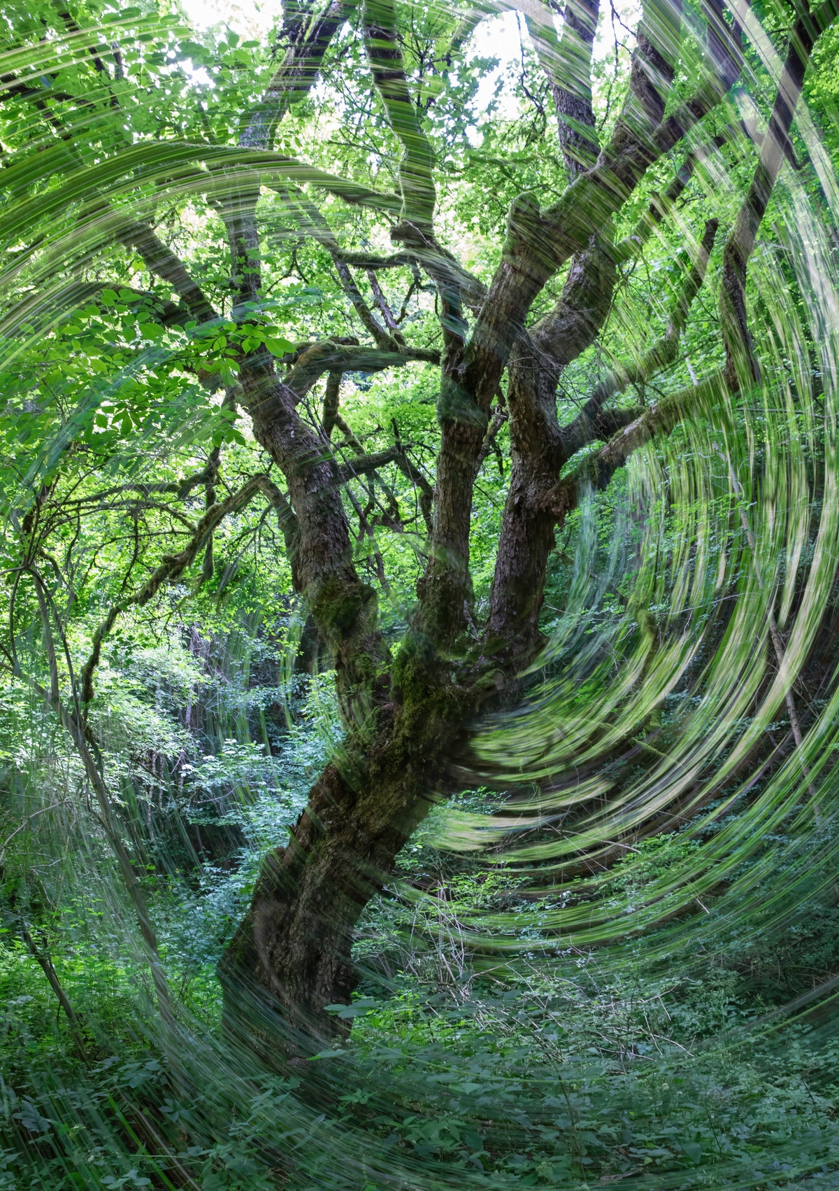 Whirling Green Abstract Forest Photography of a Twisting Tree Wall Mural in your room
