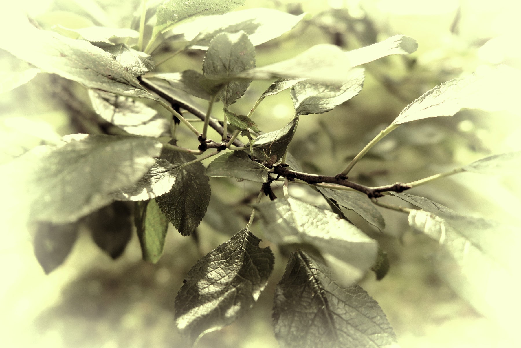 Soft Green Leaves Photography | Nature Wall Art | Serene Botanical Decor Wall Mural