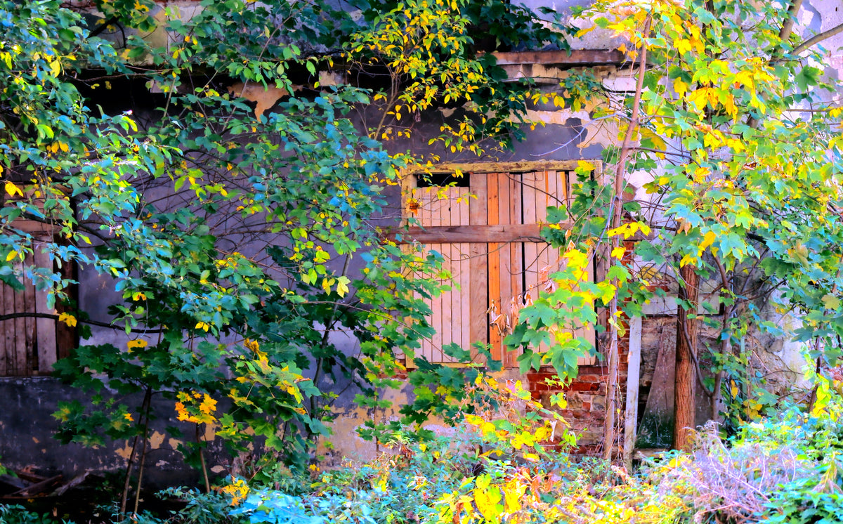 Overgrown Doorway: Nature's Embrace of Abandoned Ruins Wall Mural in your room — zoomed