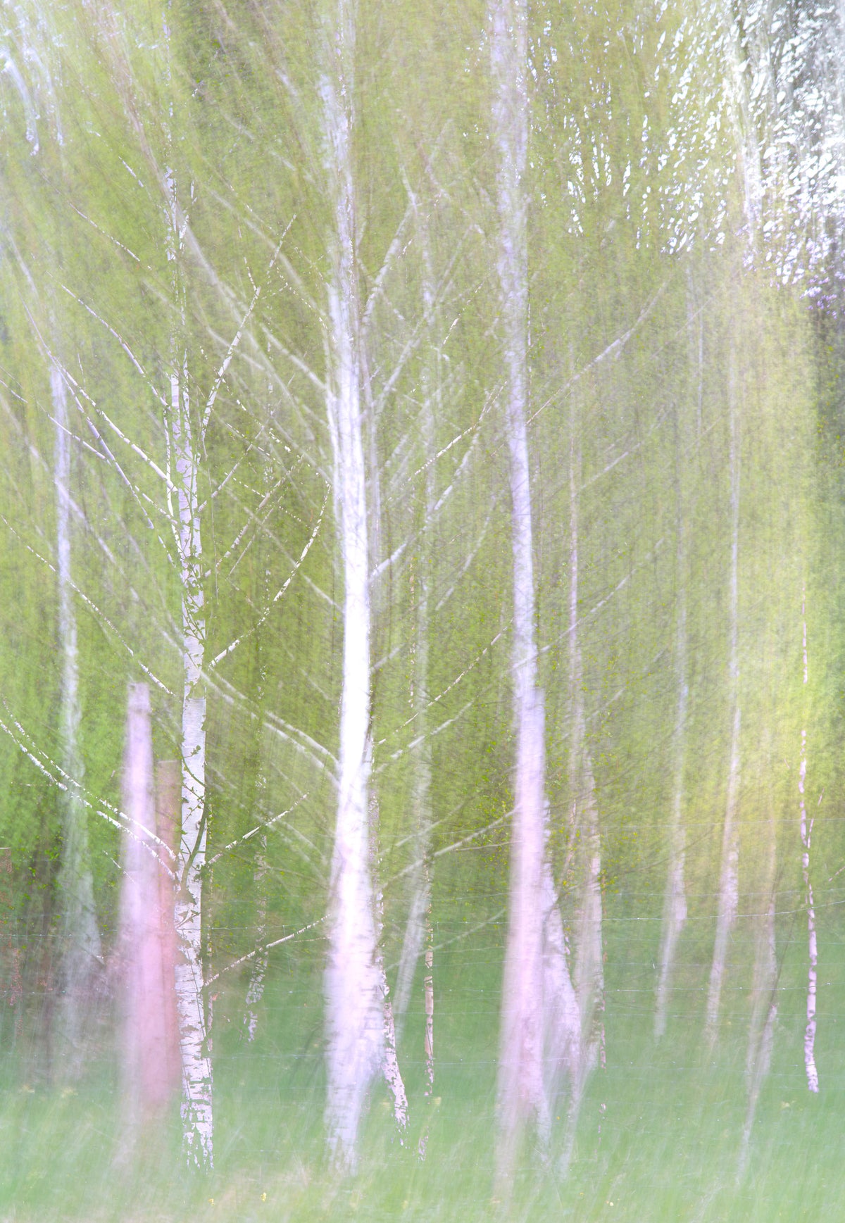 Ethereal Forest Photography | Blurred Birch Trees | Nature Wall Art Wall Mural in your room — zoomed