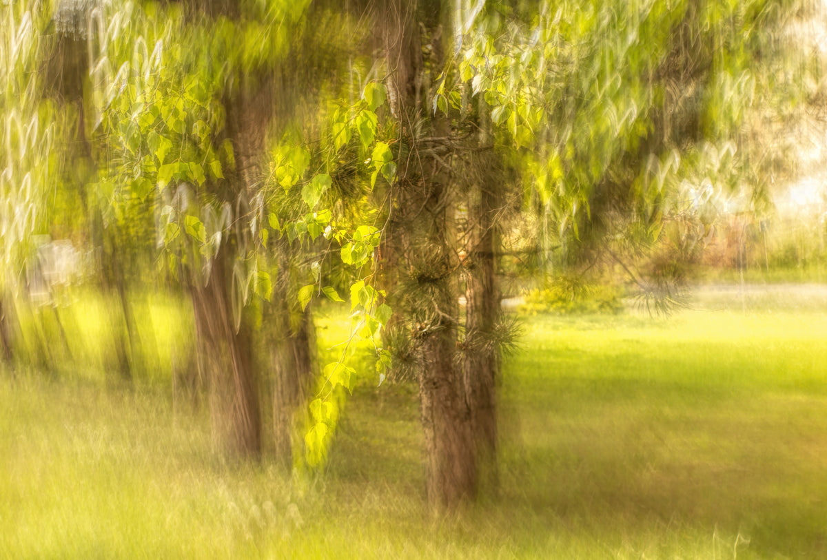 Serene Nature Photography - Blurred Trees and Greenery Art Print Wall Mural in your room