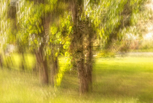 Serene Nature Photography - Blurred Trees and Greenery Art Print Wall Mural