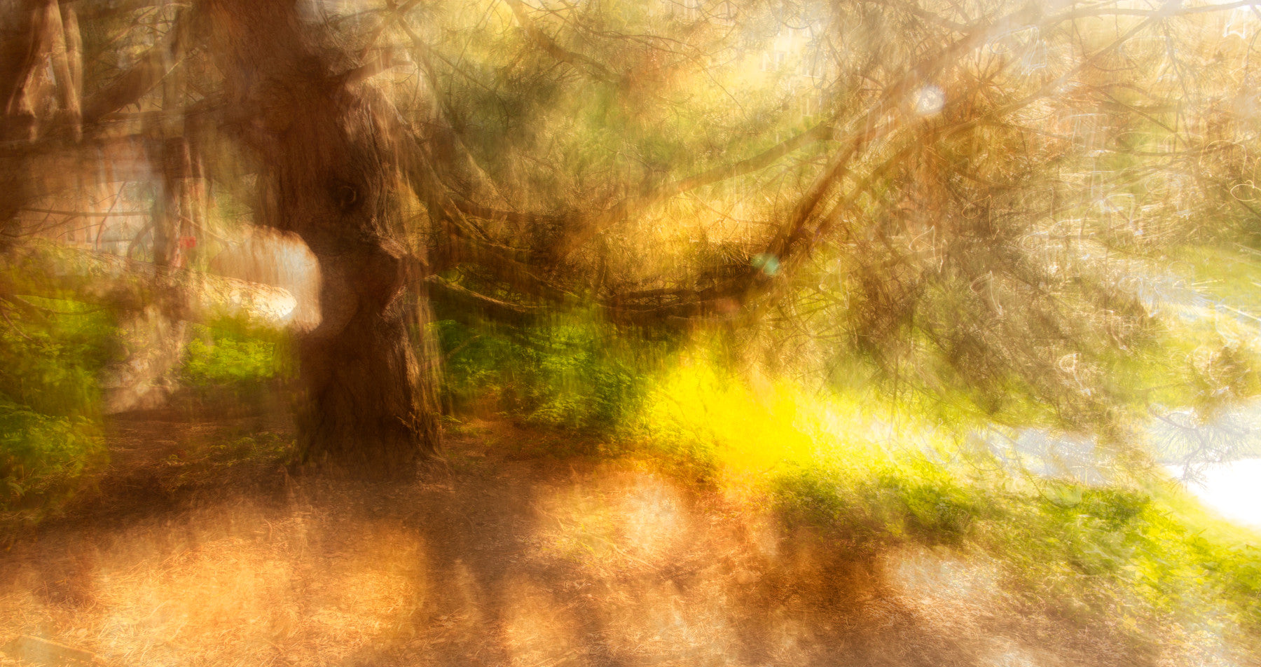 Ethereal Nature Abstract | Blurred Light & Color Photography | Dreamy Forest Scene Wall Mural in your room — zoomed
