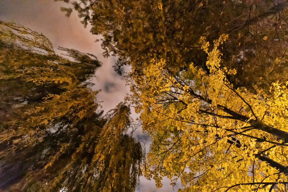 Autumn Canopy Golden Leaves Against a Twilight Sky Wall Mural