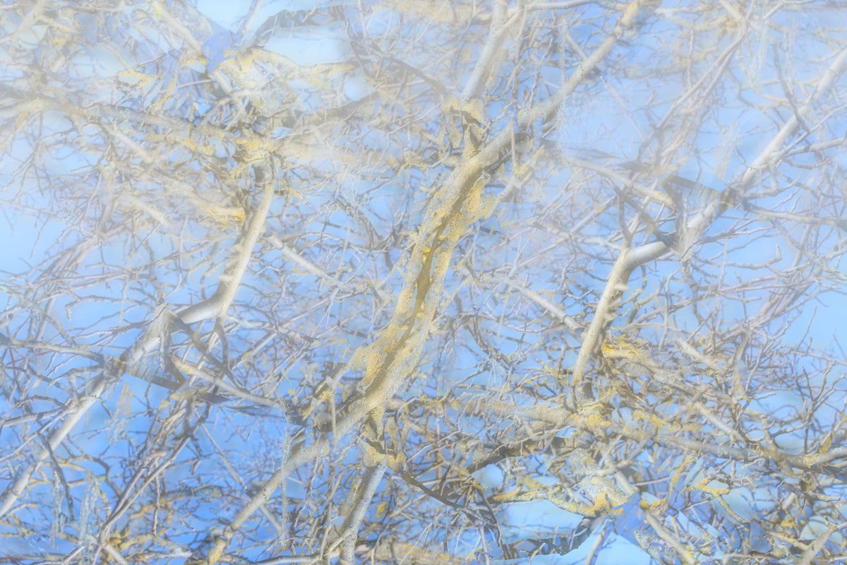 Ethereal Blue Sky and Branches Abstract Art Print Wall Mural in your room — zoomed