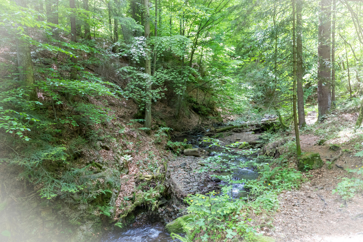 Tranquil Forest Stream Photography | Lush Greenery Landscape Art | Nature Wall Decor Wall Mural in your room