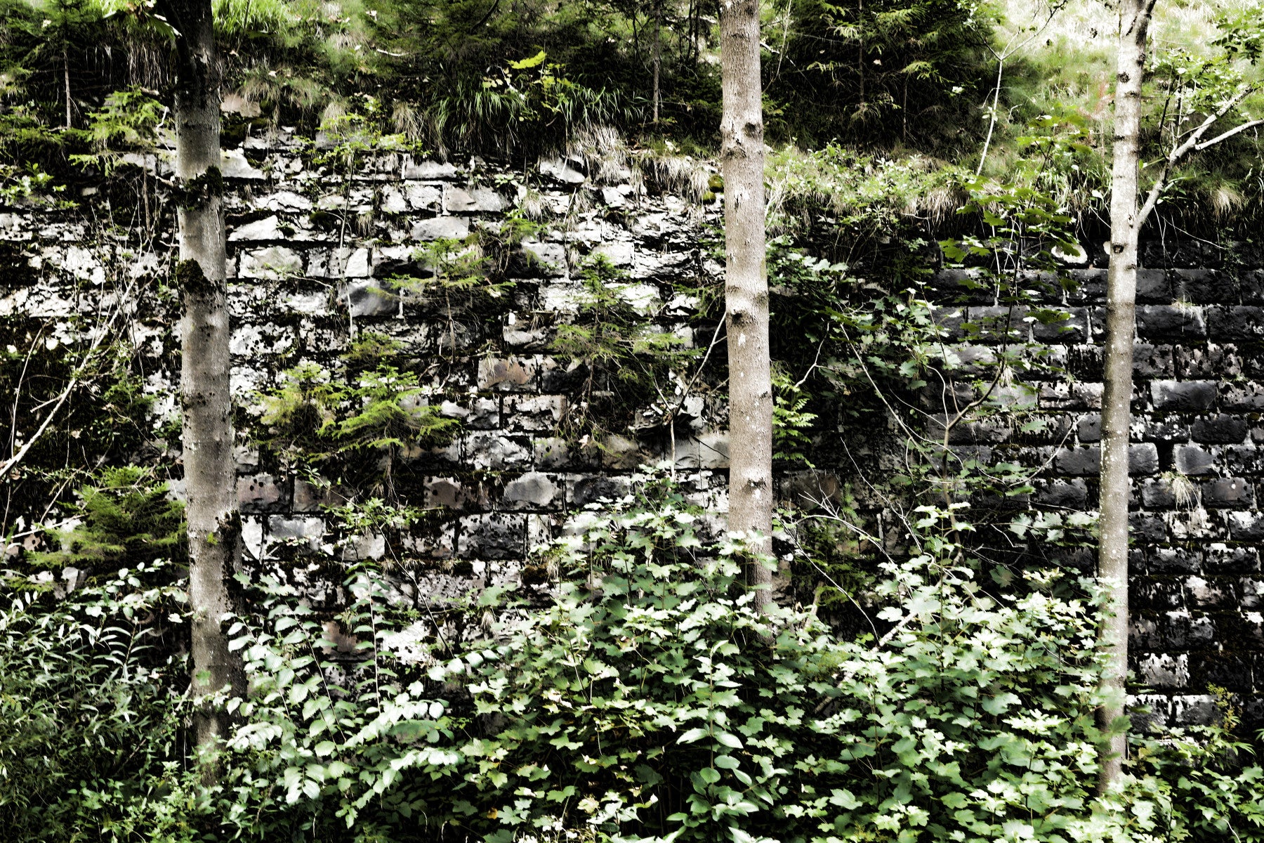 Overgrown Serenity: Nature's Embrace of Abandoned Stone Walls Wall Mural in your room — zoomed