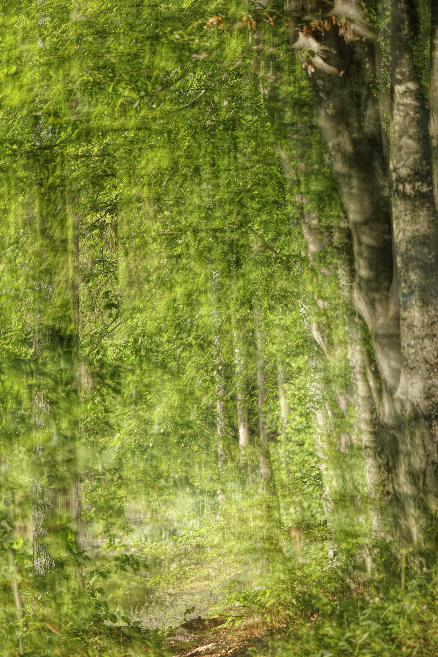 Serene Forest Pathway Art Print | Tranquil Nature Photography | Green Landscape Wall Mural