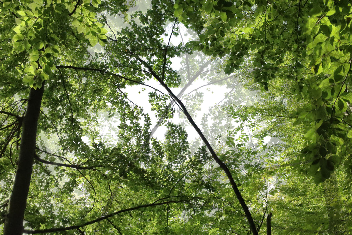 Serene Forest Canopy Photography | Lush Green Nature Art Print Wall Mural in your room